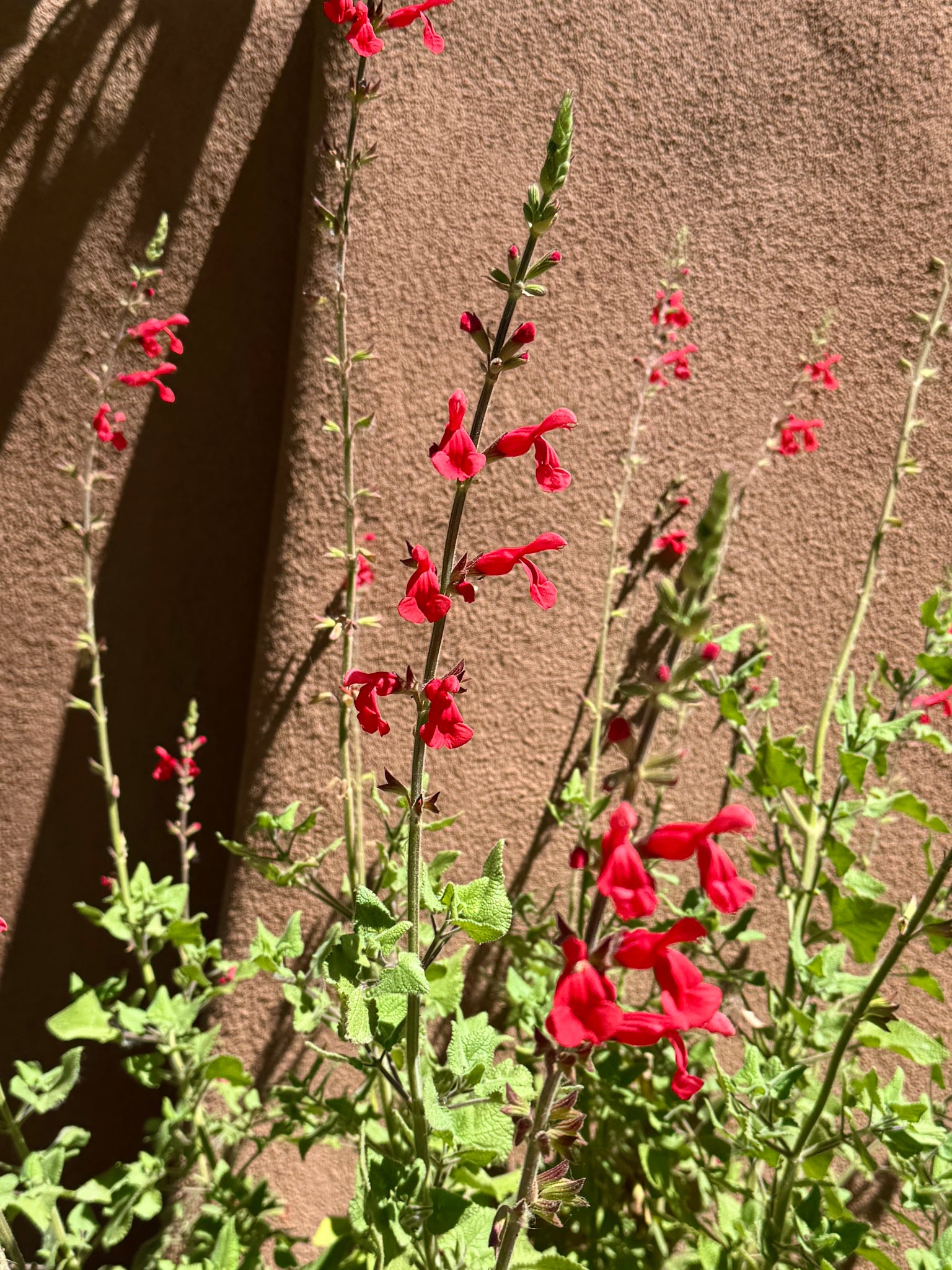 SALVIA TEE
