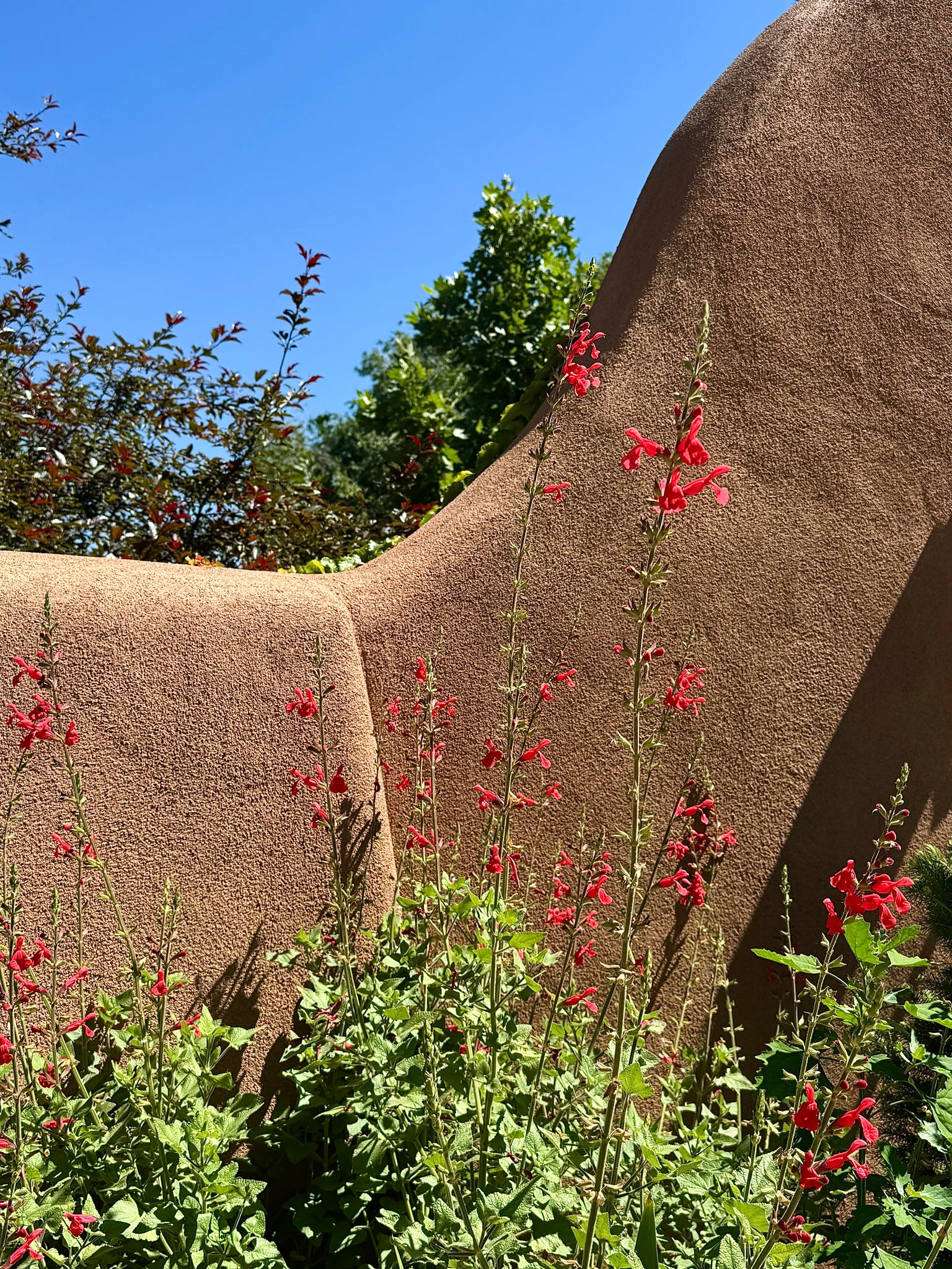 SALVIA TEE